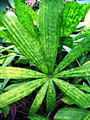 Licuala Dasyantha